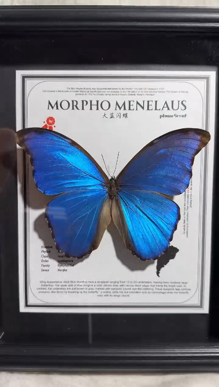 有机玻璃大蓝闪蝶   