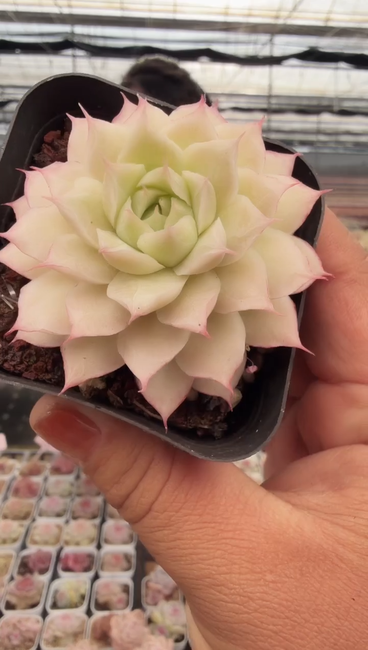 东云多肉园新款-18