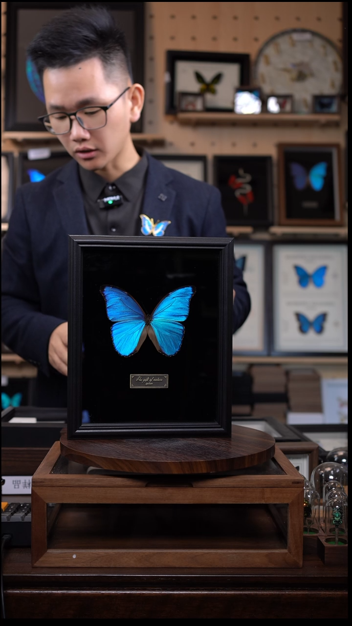 大蓝闪蝶黑绒底版10寸欧式框（带证书）