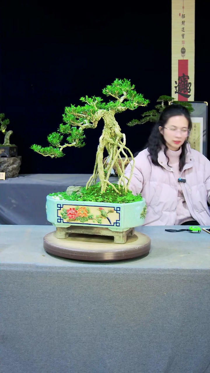 【闪购商品】黄杨盆景艺术黄杨盆景艺术