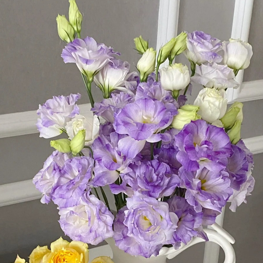 立深紫烟-蓝雾602洋桔梗鲜切花云南基地直发