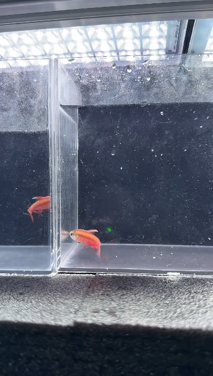 灯科鱼S***n血魔*2只+超红*2只