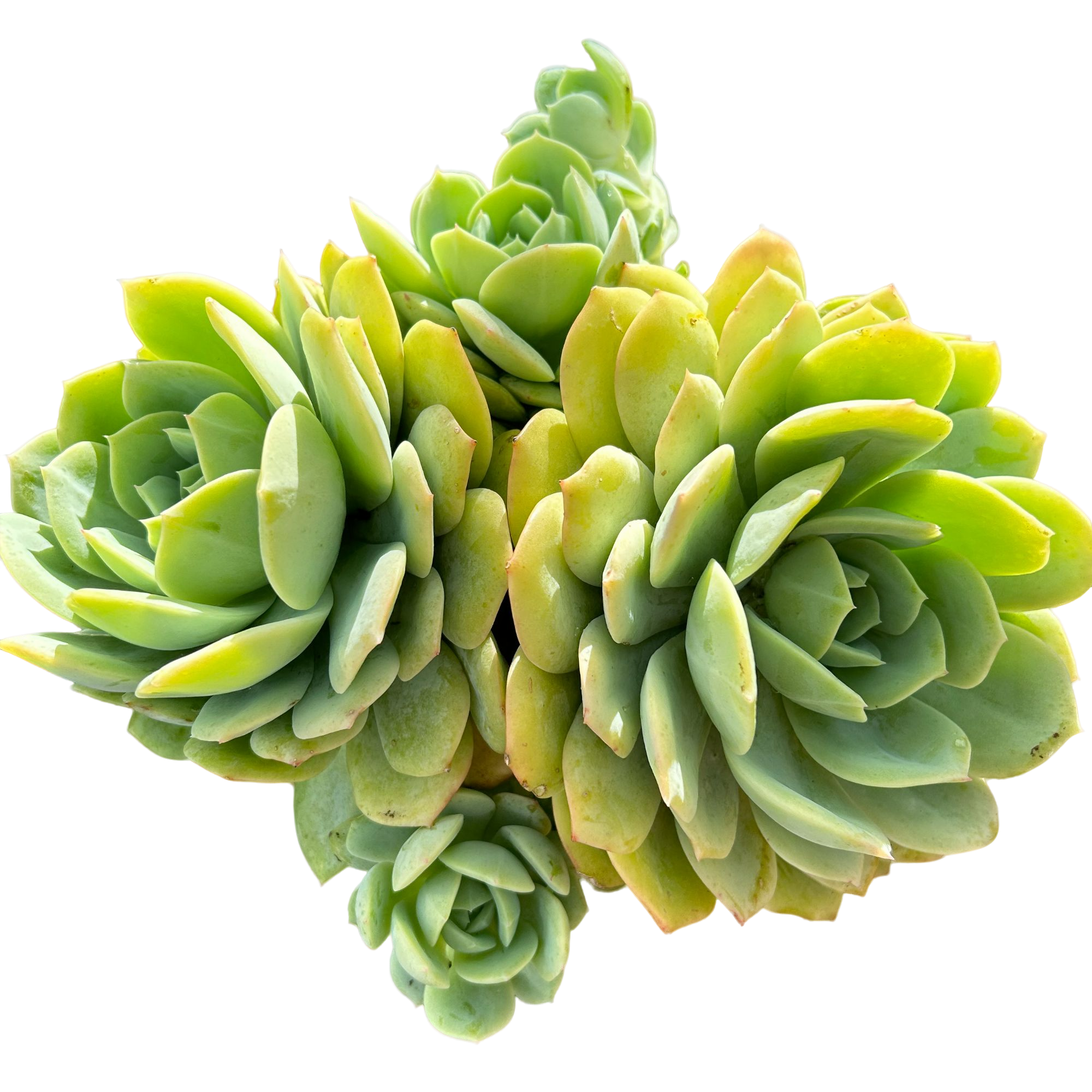 老桩恋曲脱土（满15包邮）多肉植物室内绿植净化空气