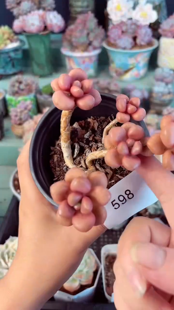 598群生先锋派多肉