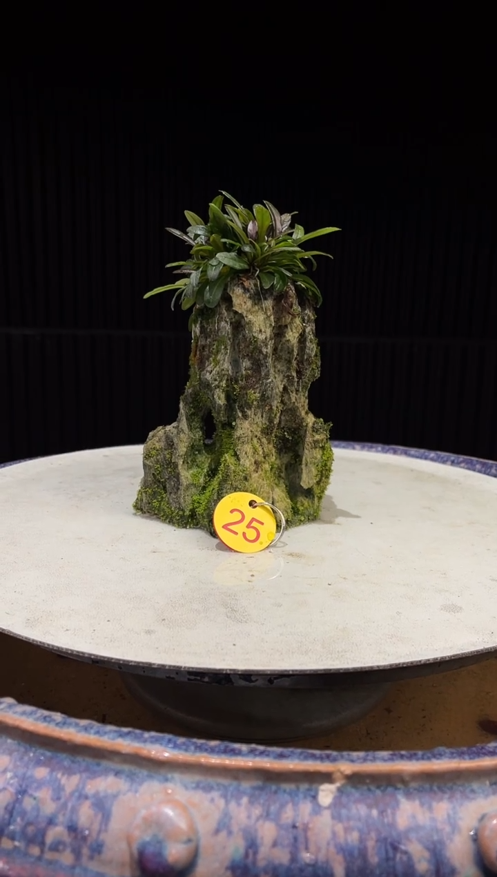 造型吴定石一物一拍专属