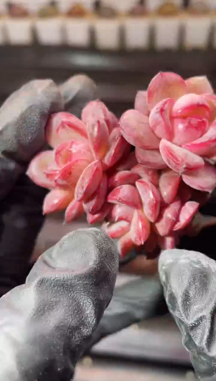 13-51弥撒群4-5厘米不包整散量拍发一颗