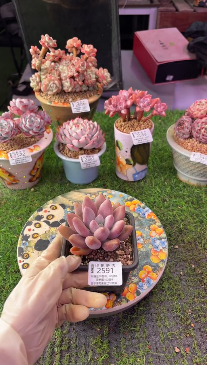 昆明印象多肉2591