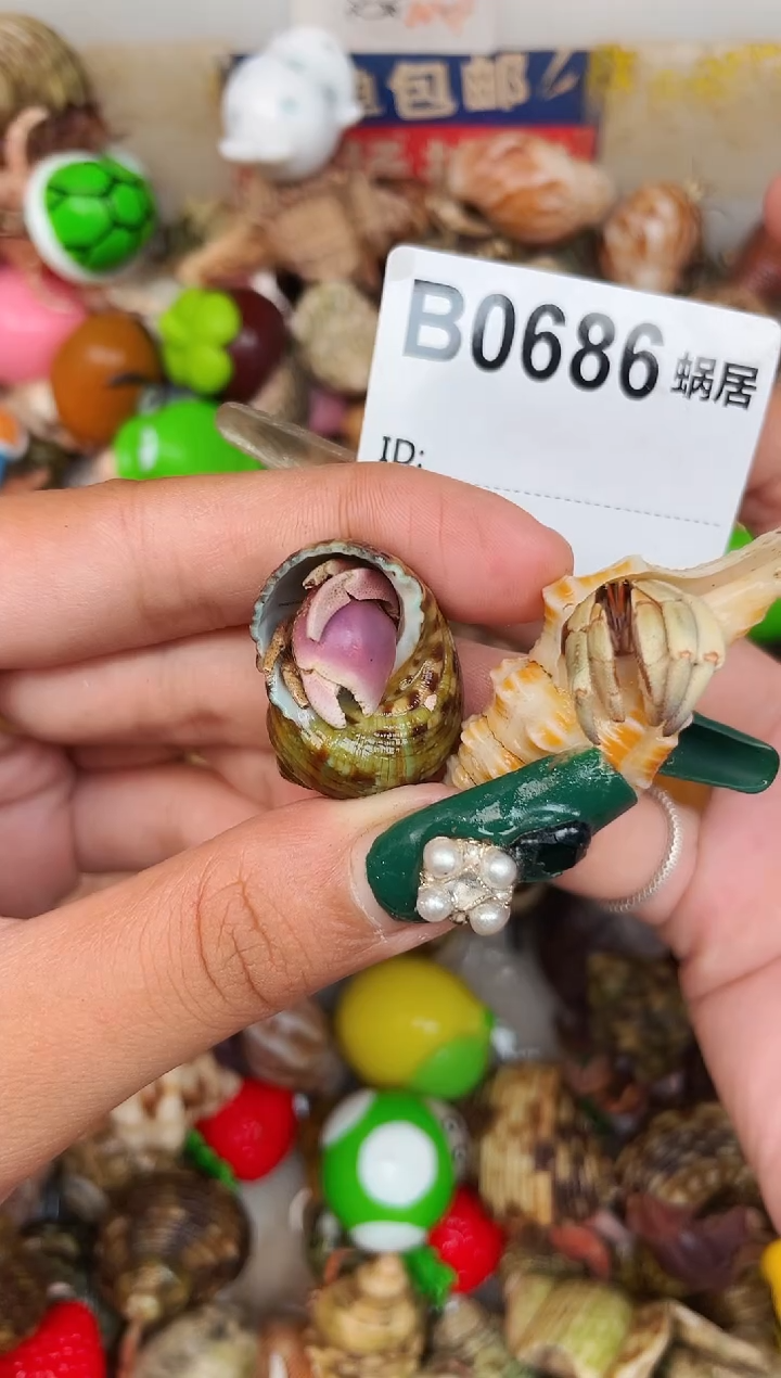陌派甄选寄居蟹0686