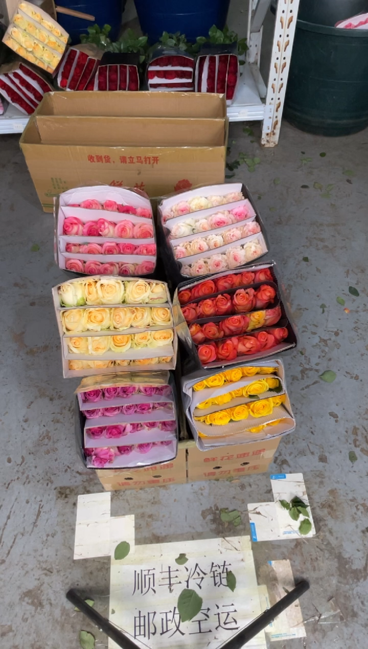 单头玫瑰60枝（任意色）