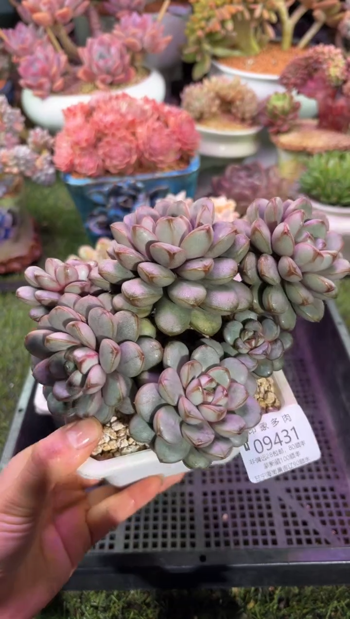 【闪购商品】09431