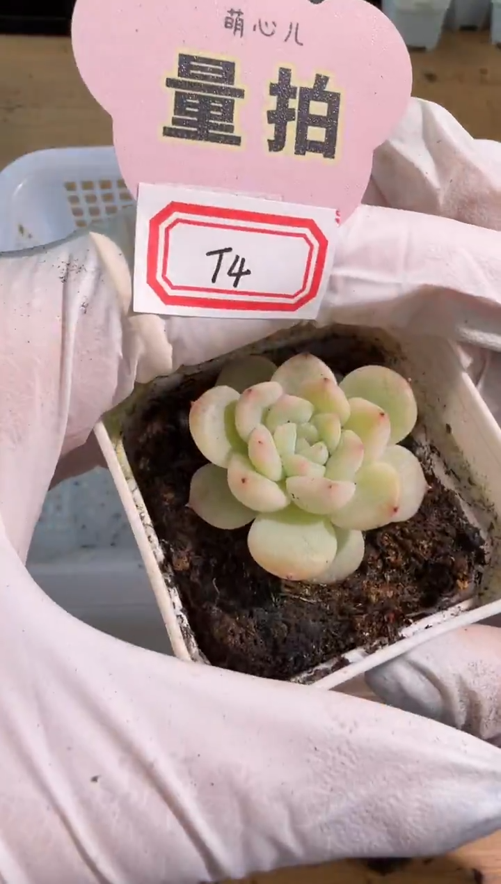 T4五方一盆 单双混 量拍混发