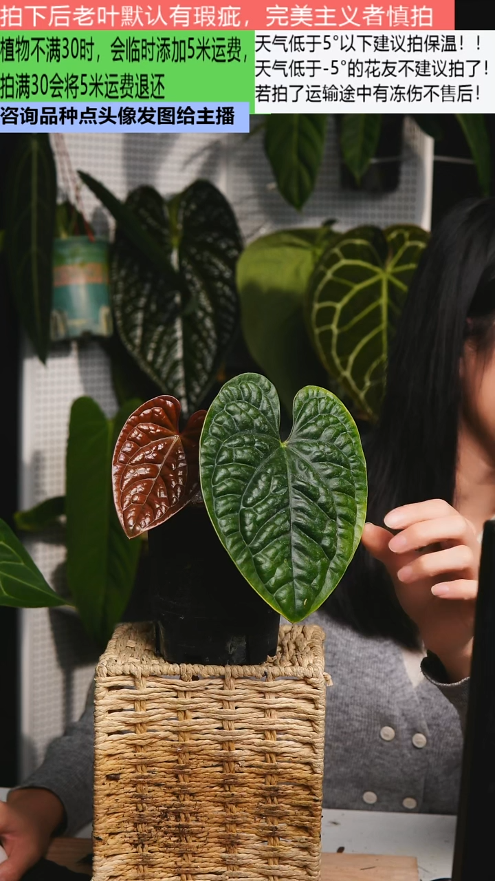 完全开放黑奢华花烛