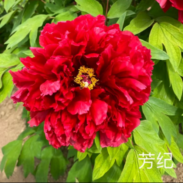 【方纪牡丹】红色系     庭院种植地载盆栽   基地直发