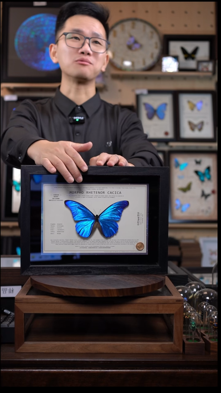 卡西美闪蝶竞拍J85