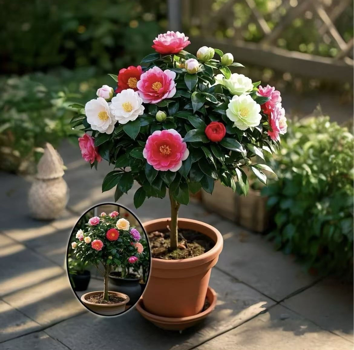 【60-80厘米五色赤丹】茶花盆裁带花苞发货适合南北方种植树苗
