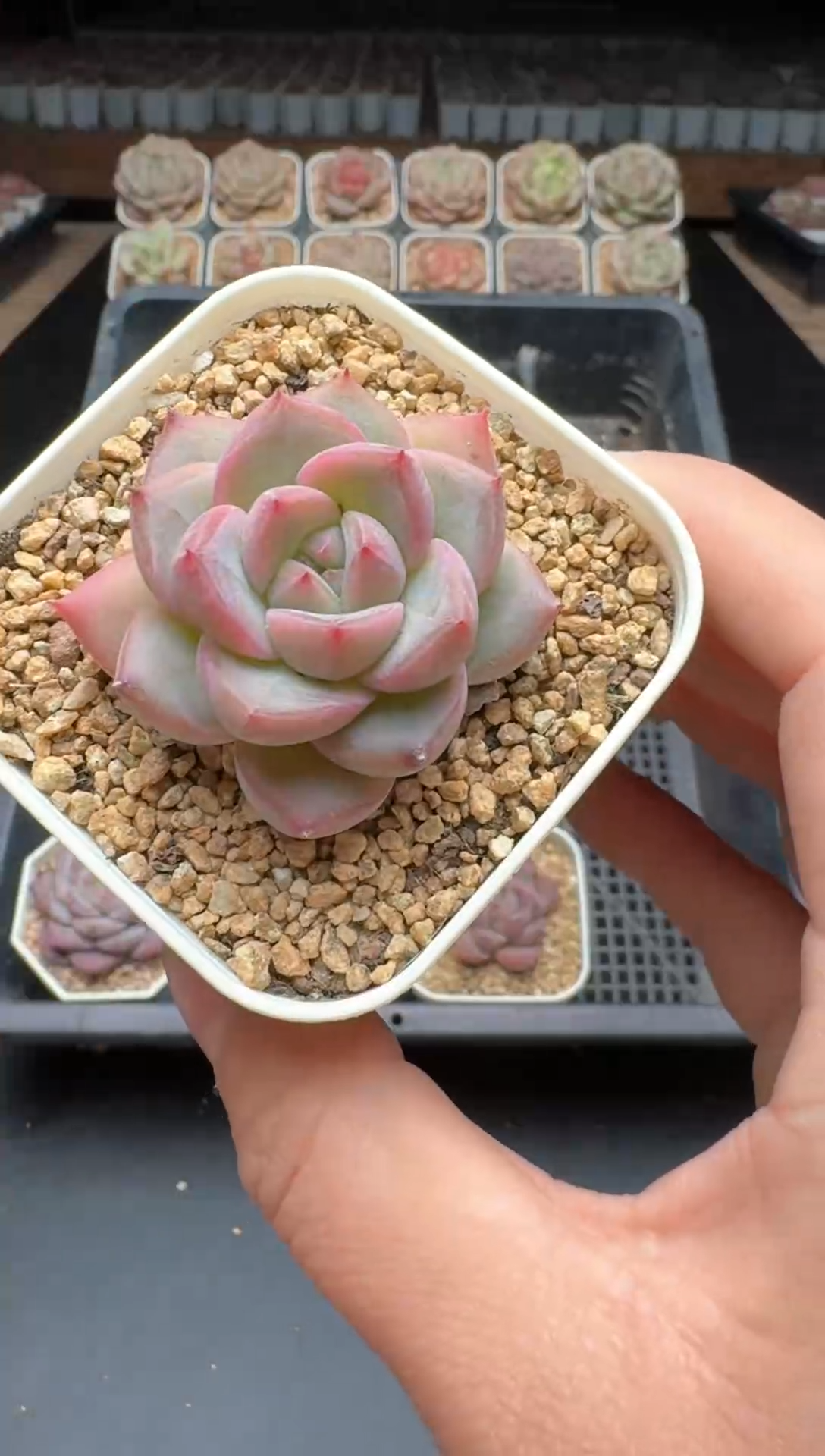 【闪购商品】199号一物一拍珍妮多肉花卉植物3颗起发