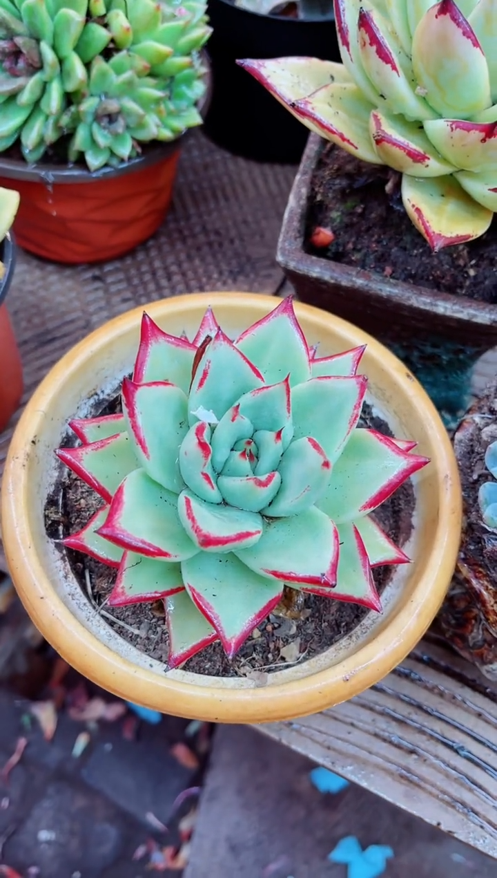 29072多肉植物一物一拍