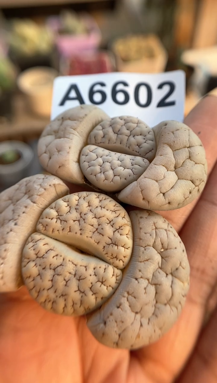 【闪购商品】6602直播一物一拍