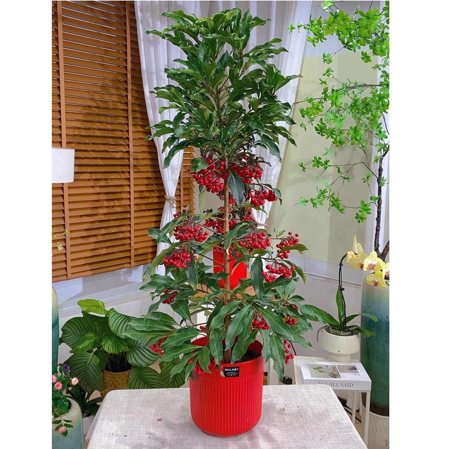 70-80cm金玉满堂带果富贵籽盆栽室内客厅好养绿植（会有轻微掉果）