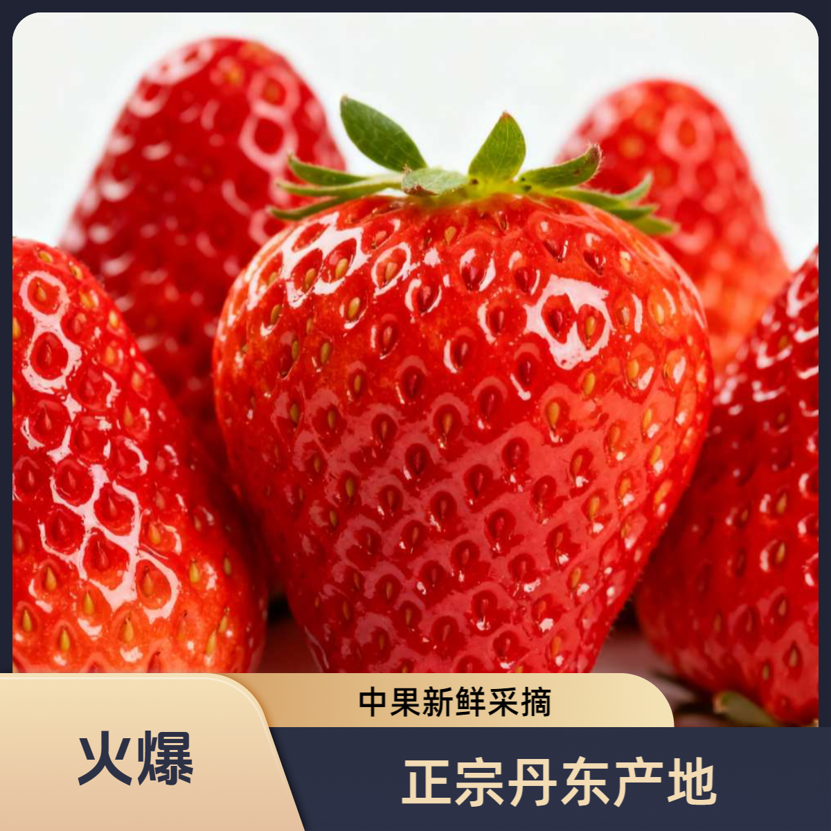 丹东99草莓新鲜采摘中果