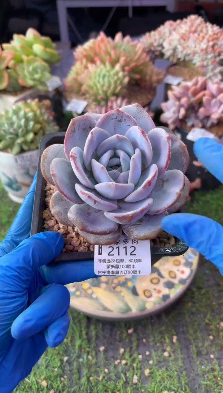 昆明印象多肉2112