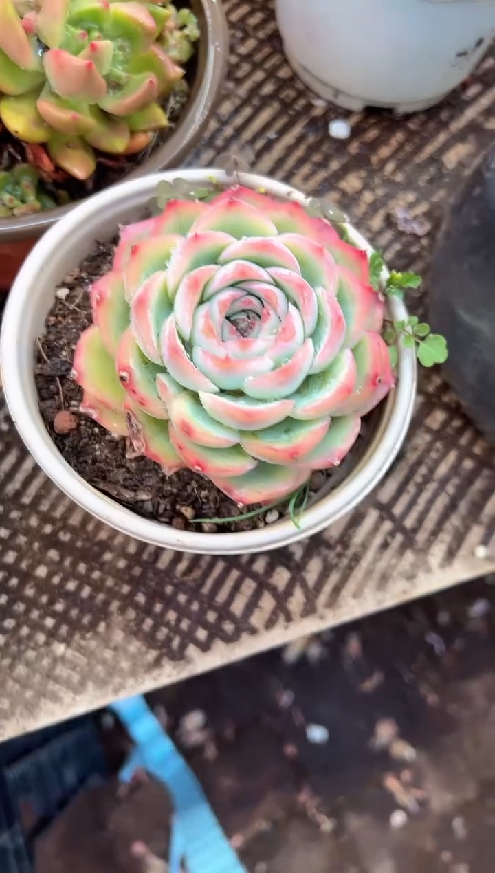 雨*多肉植物一物一拍23425