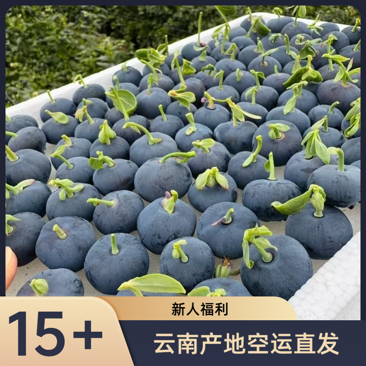 SSS大果［15-18mm］云南高山新鲜蓝莓现摘现发八盒