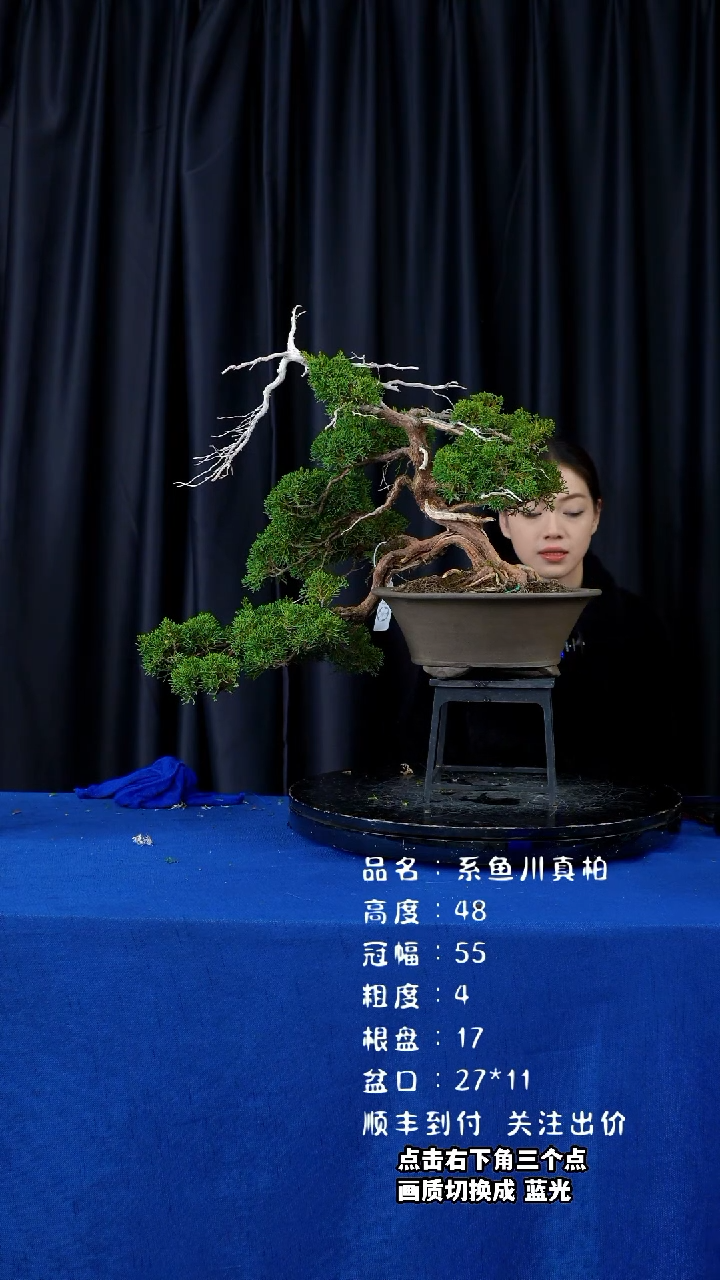 【闪购商品】系鱼川真柏