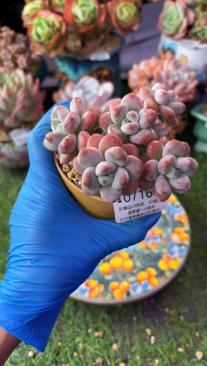 昆明印象多肉07166