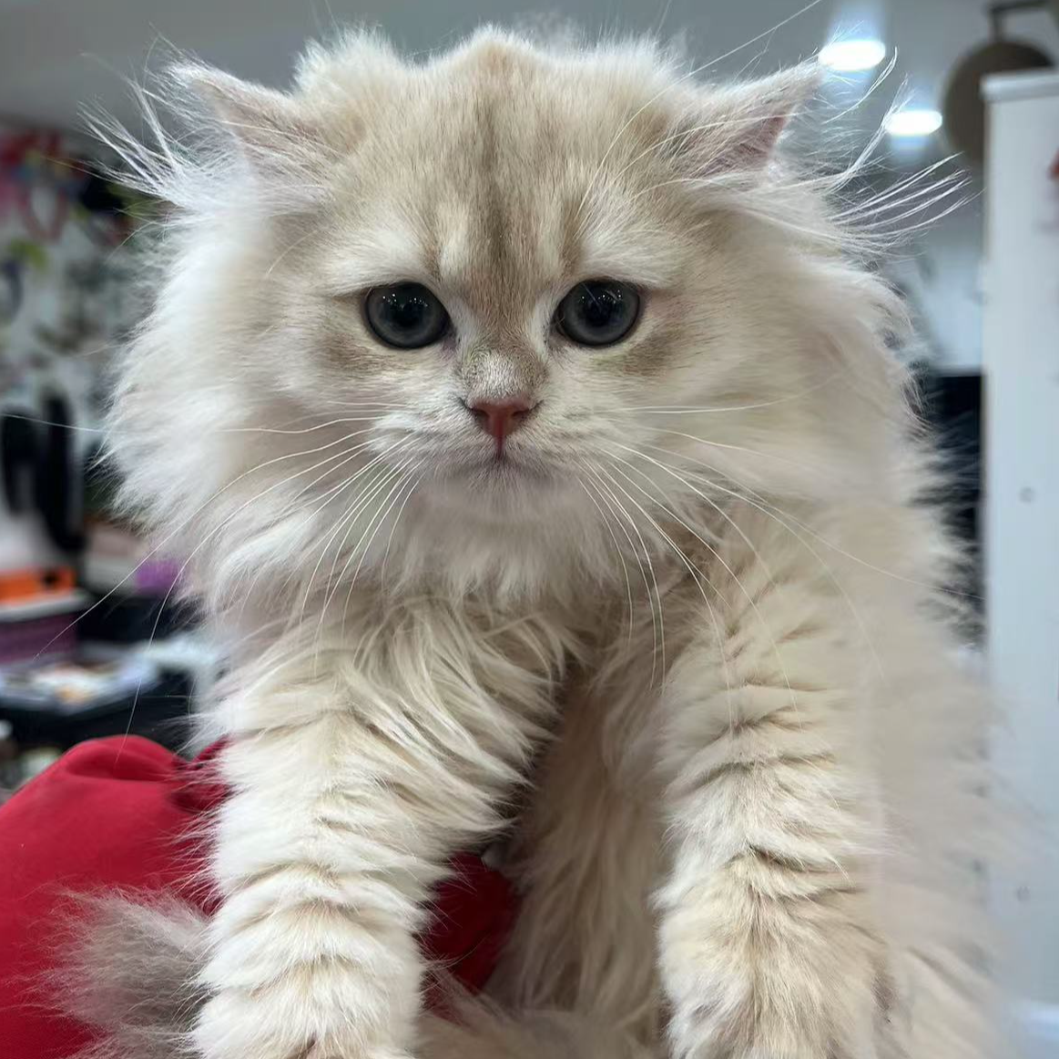 来了姊妹-蓝金英长猫 妹妹 23