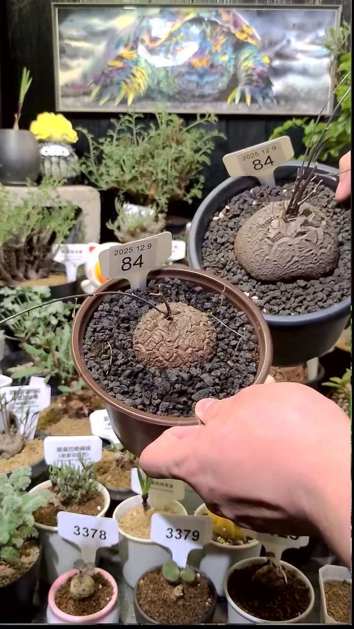 84号1209福利南非龟甲龙买一送一