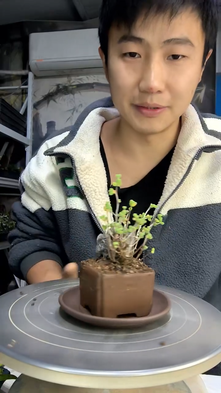 半*醋中青园艺一物一拍花260