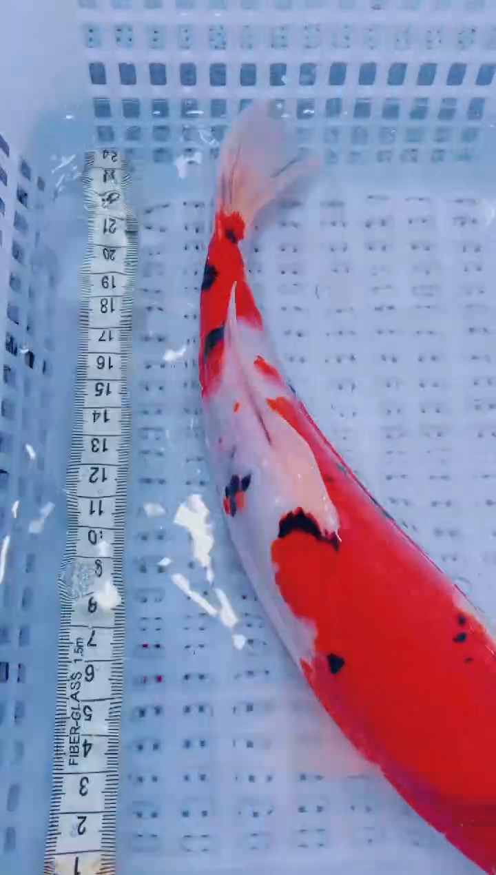 锦鲤血统锦鲤全场包邮39