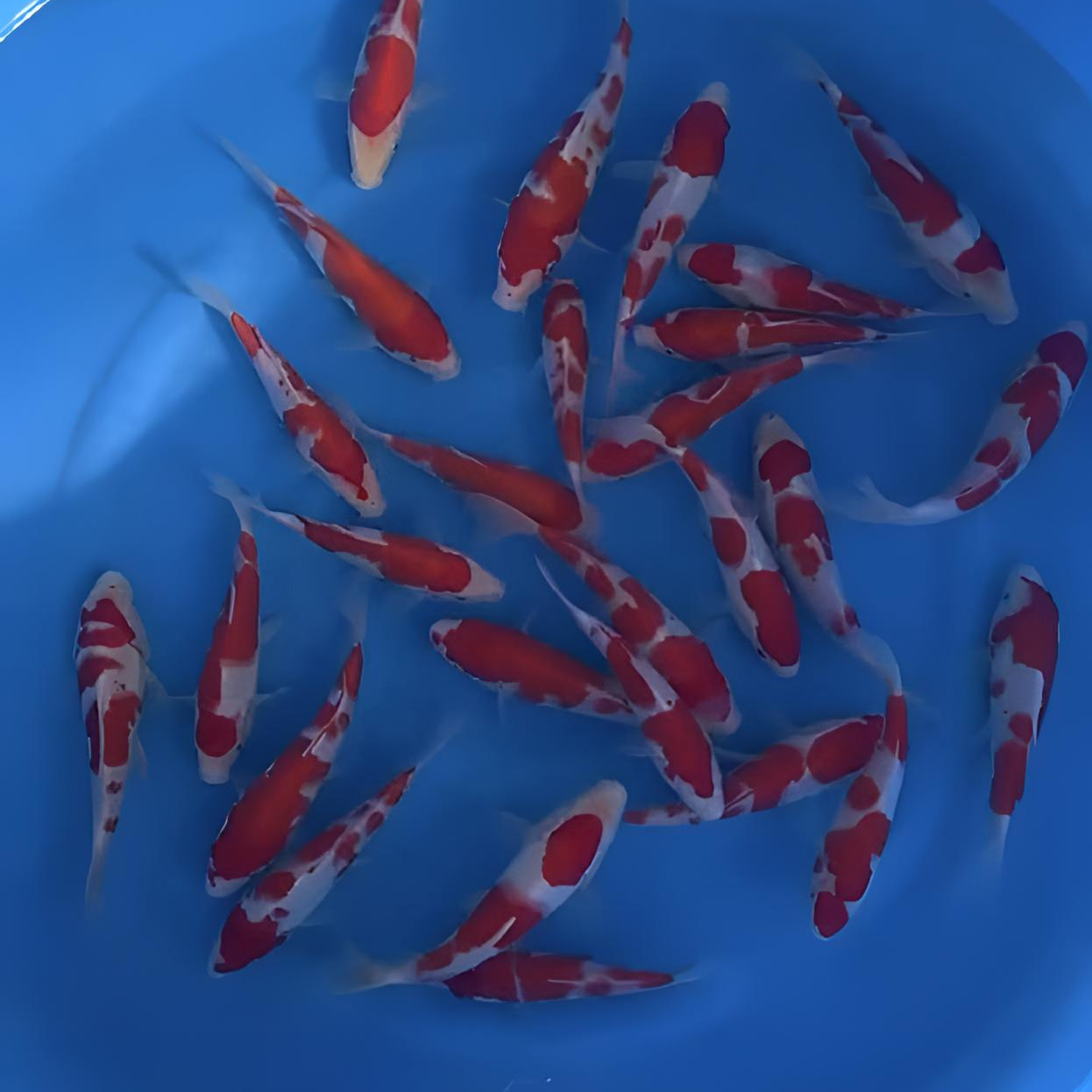 福袋精品小金狮一尾勿拍