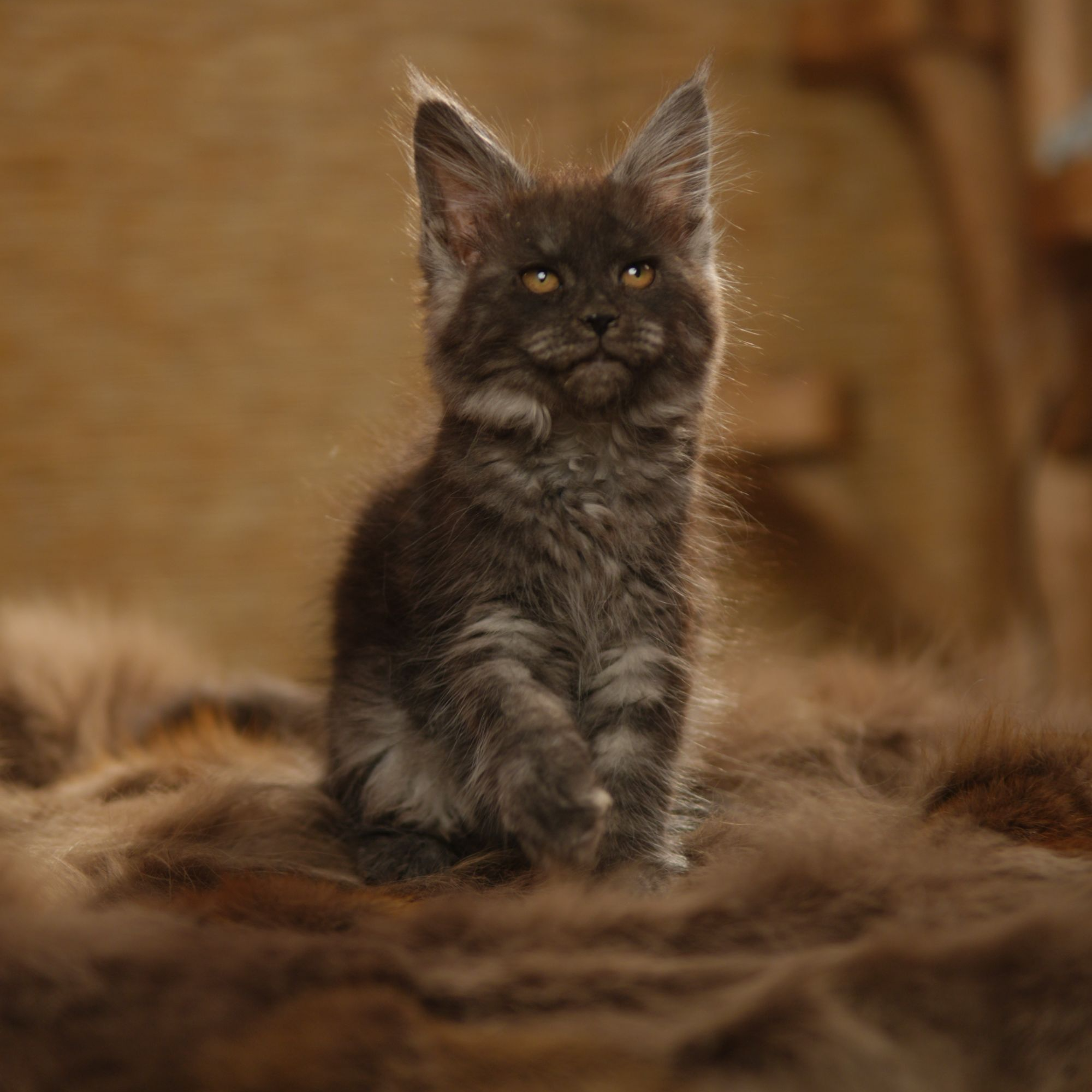 缅因猫活体烟黑妹妹