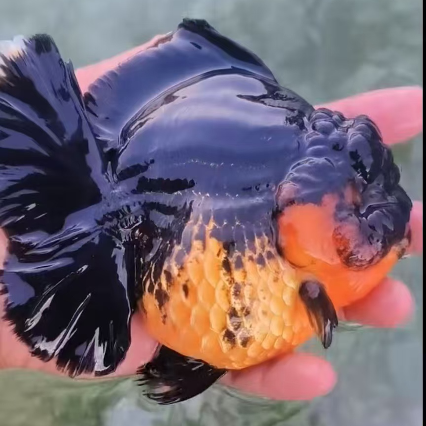 【直播专链】百褶泰狮长尾短尾金鱼观赏鱼