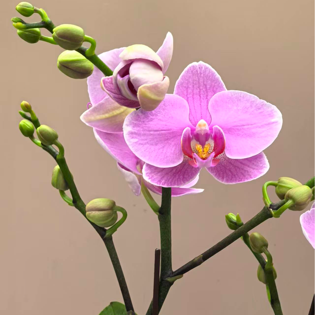 蝴蝶兰【紫蝶】浪漫紫粉色带花带花苞发货