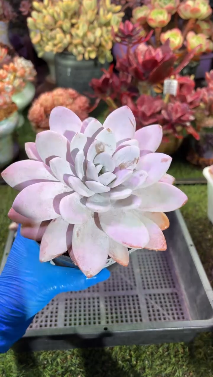 【闪购商品】00546