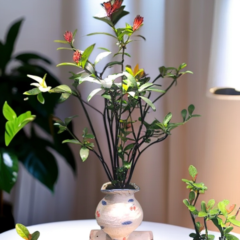 海岛龙船花室内外四季常青可用于茶台装饰的植物