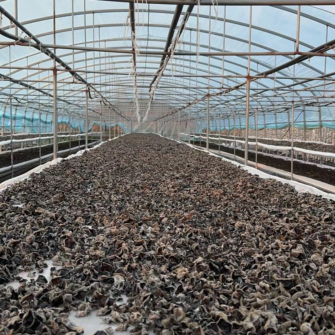 东北老品种头茬黑木耳干货无根肉厚250g*2袋