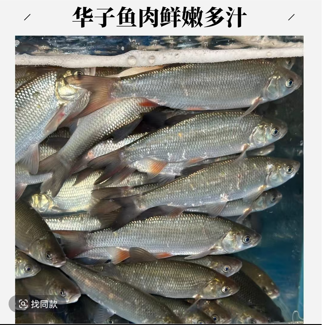 鲜活华子鱼【老笨海鲜】备注不给收拾