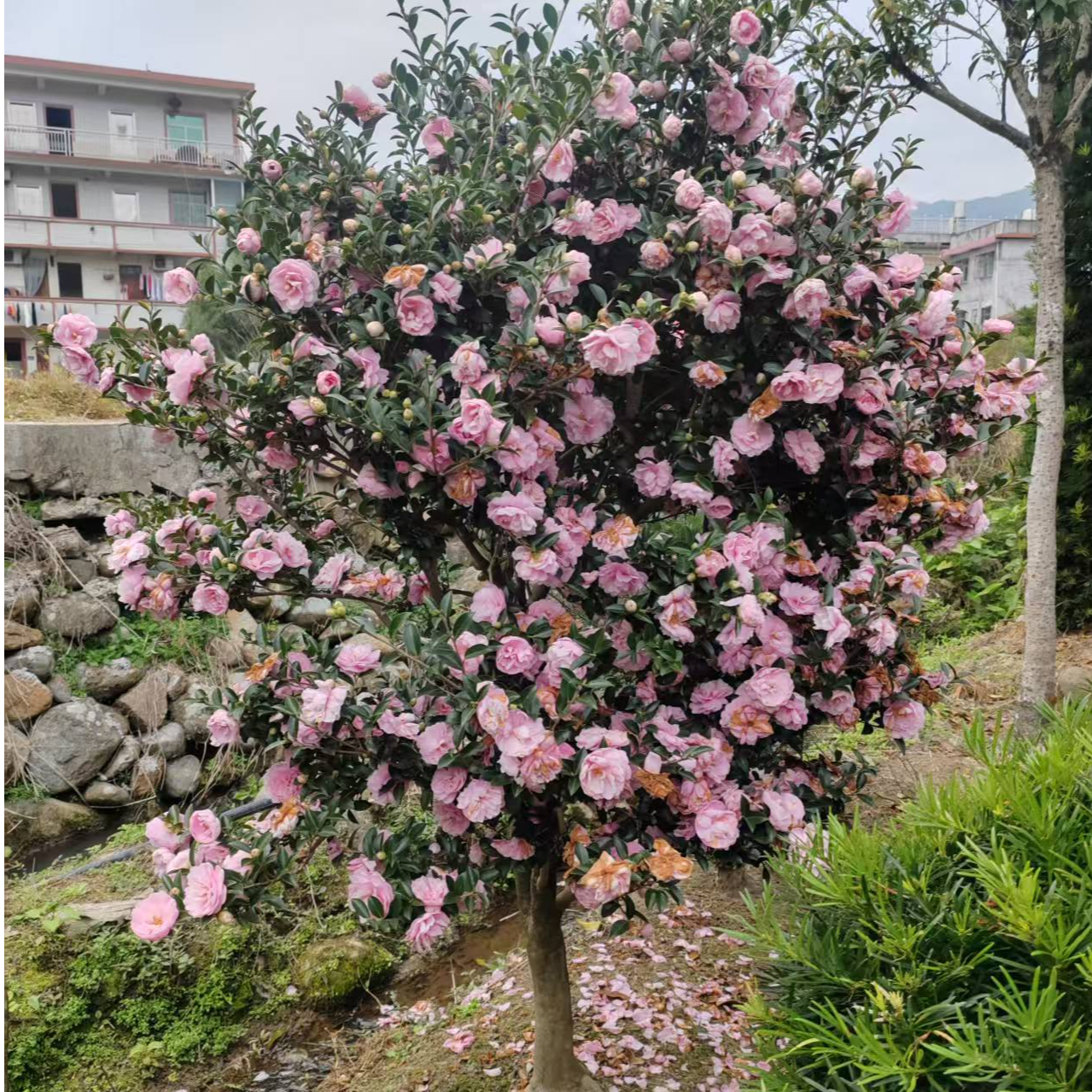 《一物一拍》茶梅立寒财神丹玉