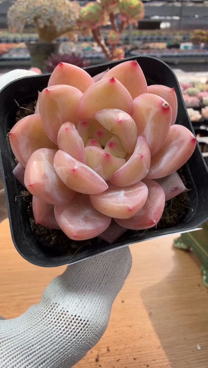 东云多肉园二店-176