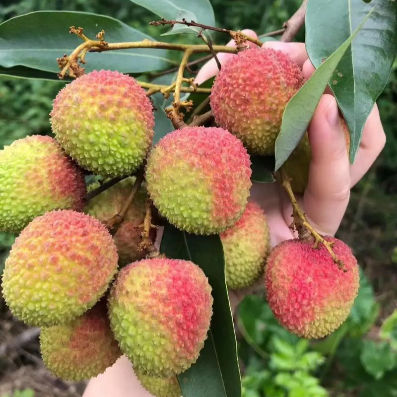 茂名高州妃子笑荔枝5斤带箱鲜摘直发包邮，京东冷链极速锁鲜到家