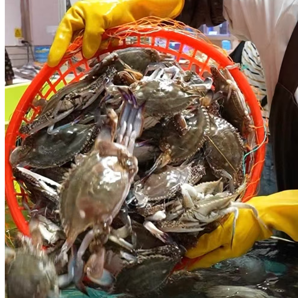 【保鲜不保活】新鲜海鲜 直播为准 不保爪全