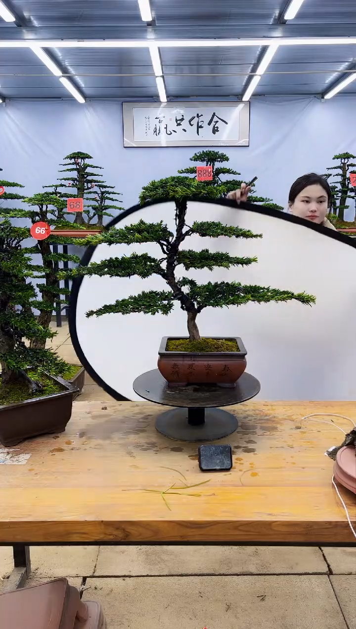 【闪购商品】高端盆景一物一拍，所见即所得