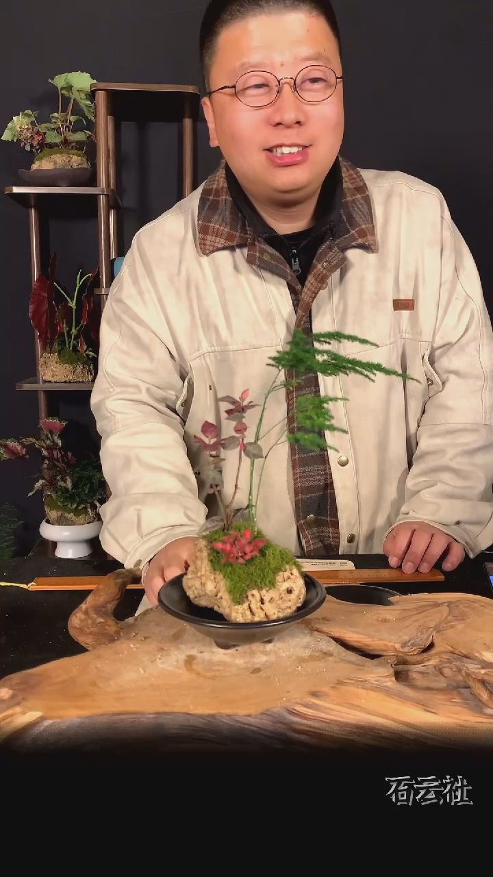 【闪购商品】A12文竹