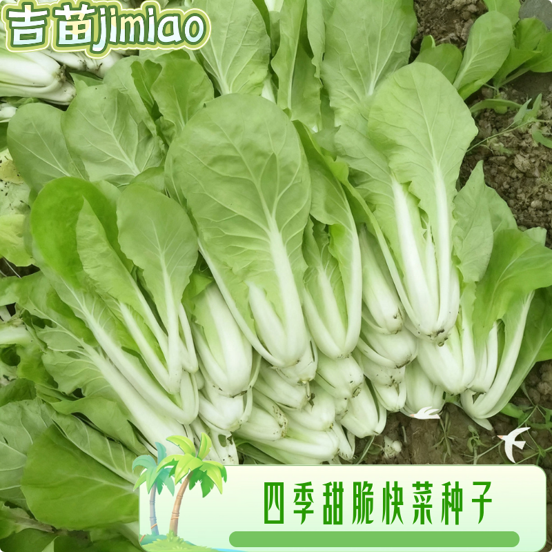 四季脆甜快菜种子原装阳台室内盆栽易种植管理蔬菜种籽庭院