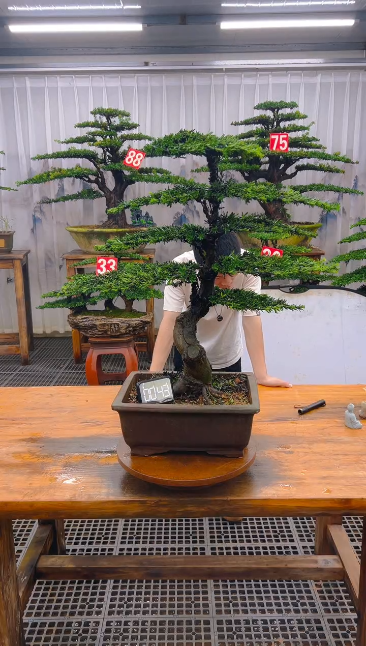 无花朵精品盆景直播间一物一拍