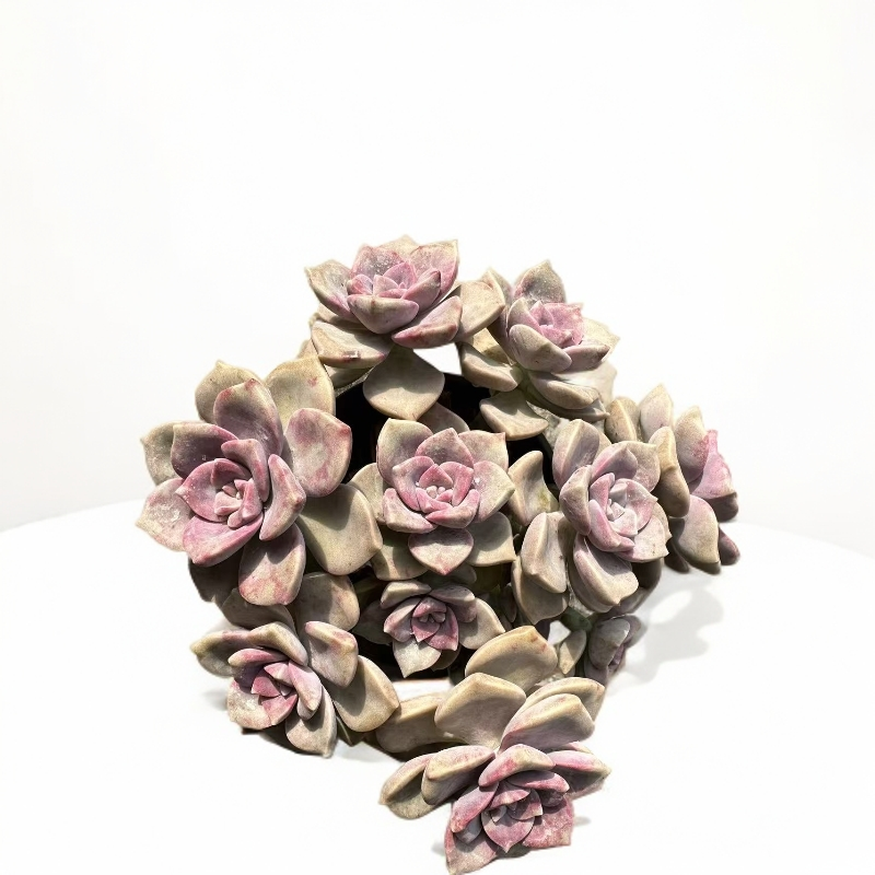 紫乐（任意两单包邮，）